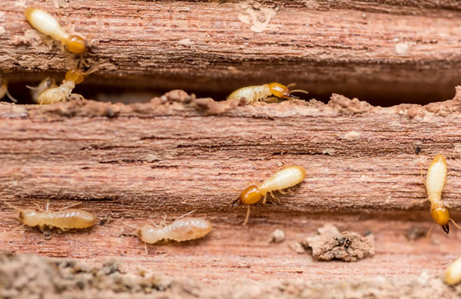 Disinfestazione termiti